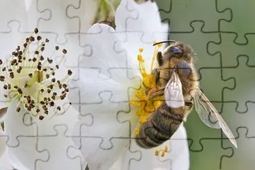 Abeille qui butine jigsaw puzzle