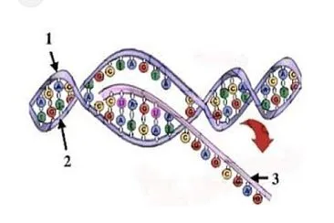 Transcripción en procariota