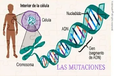 MUTACIONES