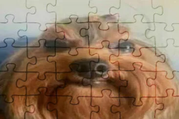 bruno roque jigsaw puzzle