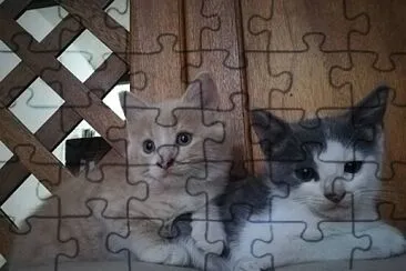 Romeo and Golden jigsaw puzzle