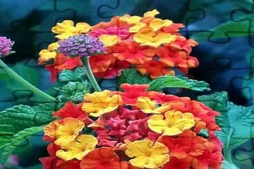 Lantana jigsaw puzzle