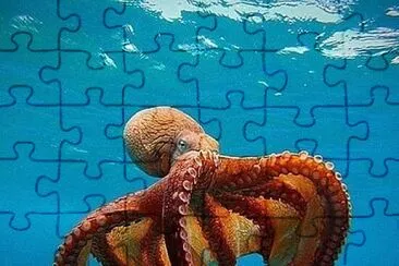 pulpo jigsaw puzzle