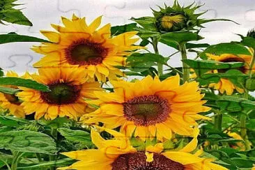 פאזל של Girasoles