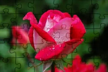 OK jigsaw puzzle