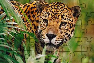 Jaguar jigsaw puzzle