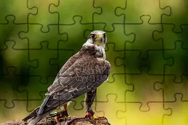 Toy jigsaw puzzle