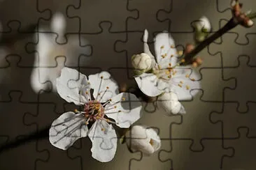 pop jigsaw puzzle