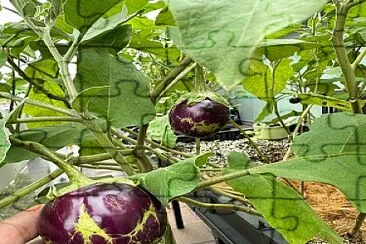 eggplant jigsaw puzzle