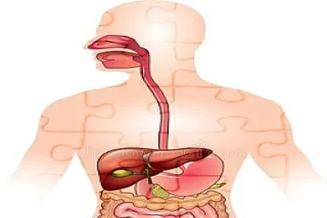 פאזל של Rompecabezas digestivo