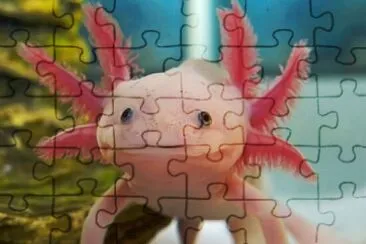 Axolote jigsaw puzzle