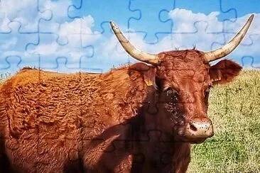 vache jigsaw puzzle