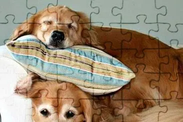 perro jigsaw puzzle