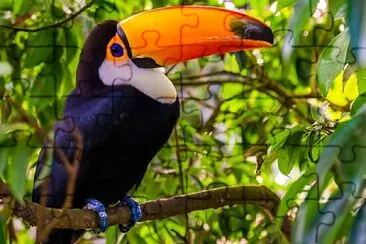 Tucan