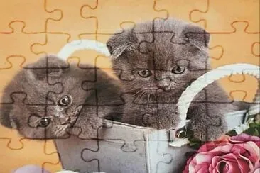 gato jigsaw puzzle