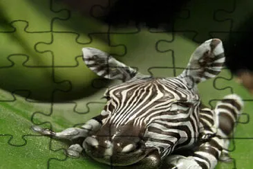 Zebra Frog jigsaw puzzle