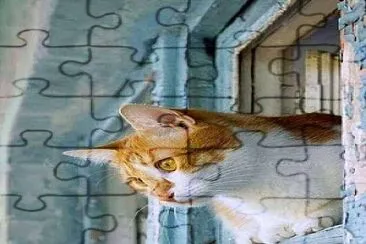 gato jigsaw puzzle