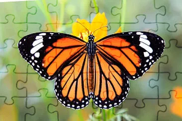 Mariposa jigsaw puzzle