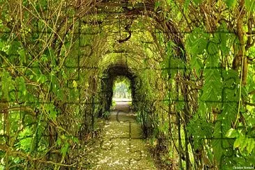 Tunnel de feuillages dans le parc du château du Cl