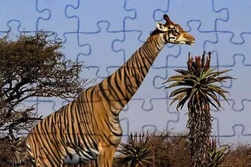 giraffe tiger