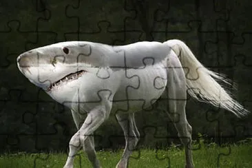 shark horse