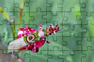 פאזל של PUZZLE MANTIDE