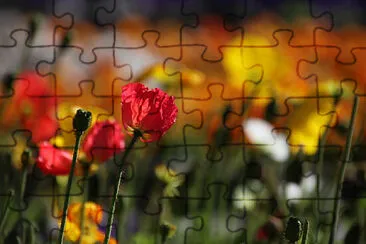 Foto jigsaw puzzle