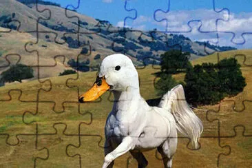 Horse Duck