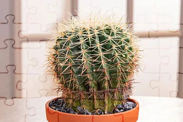 Cactus jigsaw puzzle