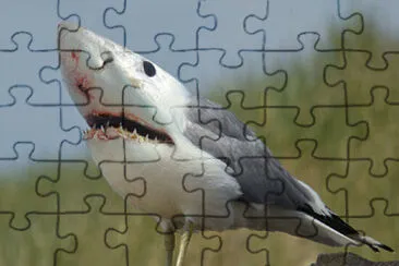 פאזל של Shark Seagull