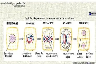 פאזל של Fase de la Mitosis