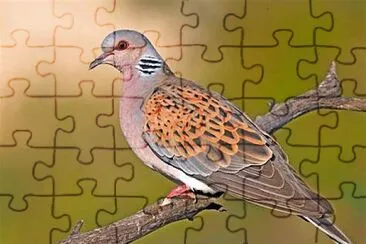 Tórtola jigsaw puzzle