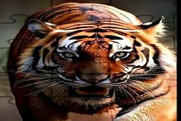 Tigre jigsaw puzzle