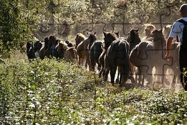 Ascain -Transumance jigsaw puzzle