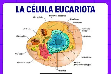 Celula Eucariota