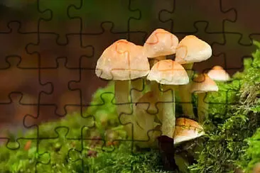  jigsaw puzzle