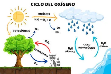 פאזל של Ciclo del Oxigeno