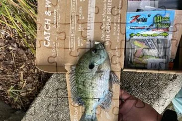 bluegill jigsaw puzzle