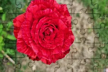 Flor jigsaw puzzle