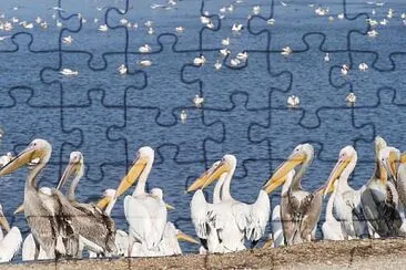 ציפורים נודדות jigsaw puzzle