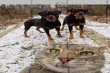 פאזל של Gato y Perro