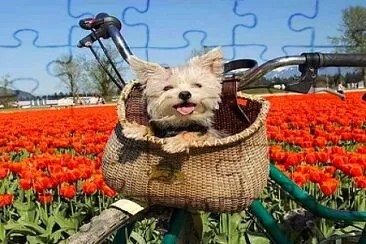 perro jigsaw puzzle