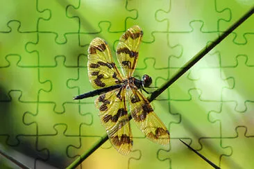 Dragon Fly jigsaw puzzle