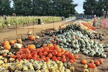 Autumn Pumpkins for Halloween jigsaw puzzle