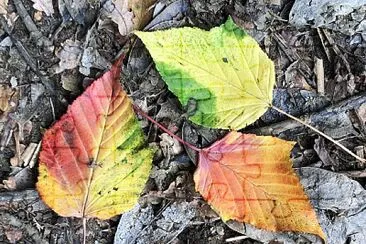 פאזל של Colourful autumn leaves