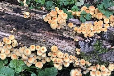 Forest mushrooms autumn