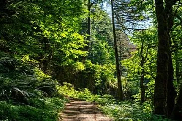 Bosque jigsaw puzzle