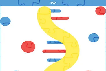 פאזל של O RNA sintetiza proteínas a partir do DNA.