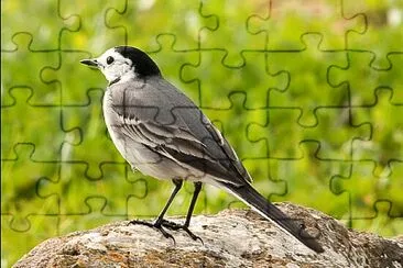  jigsaw puzzle