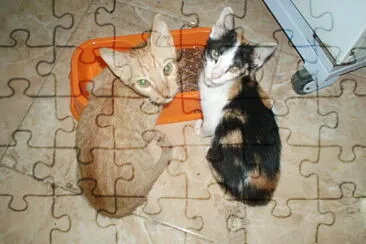 cat jigsaw puzzle